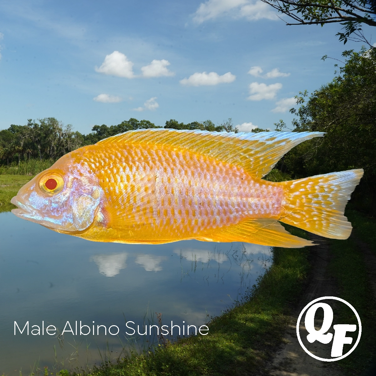 Albino Sunshine Peacock — Aulonocara baenschi
