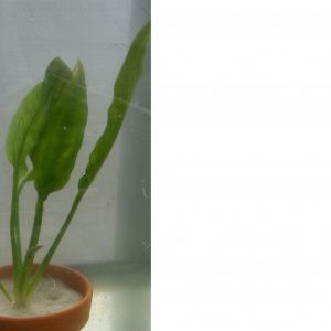 Amazon Sword for sale Echinodorus bleheri long sword-shaped green leaves dense rosette background aquarium plant bare root 2 inch pot