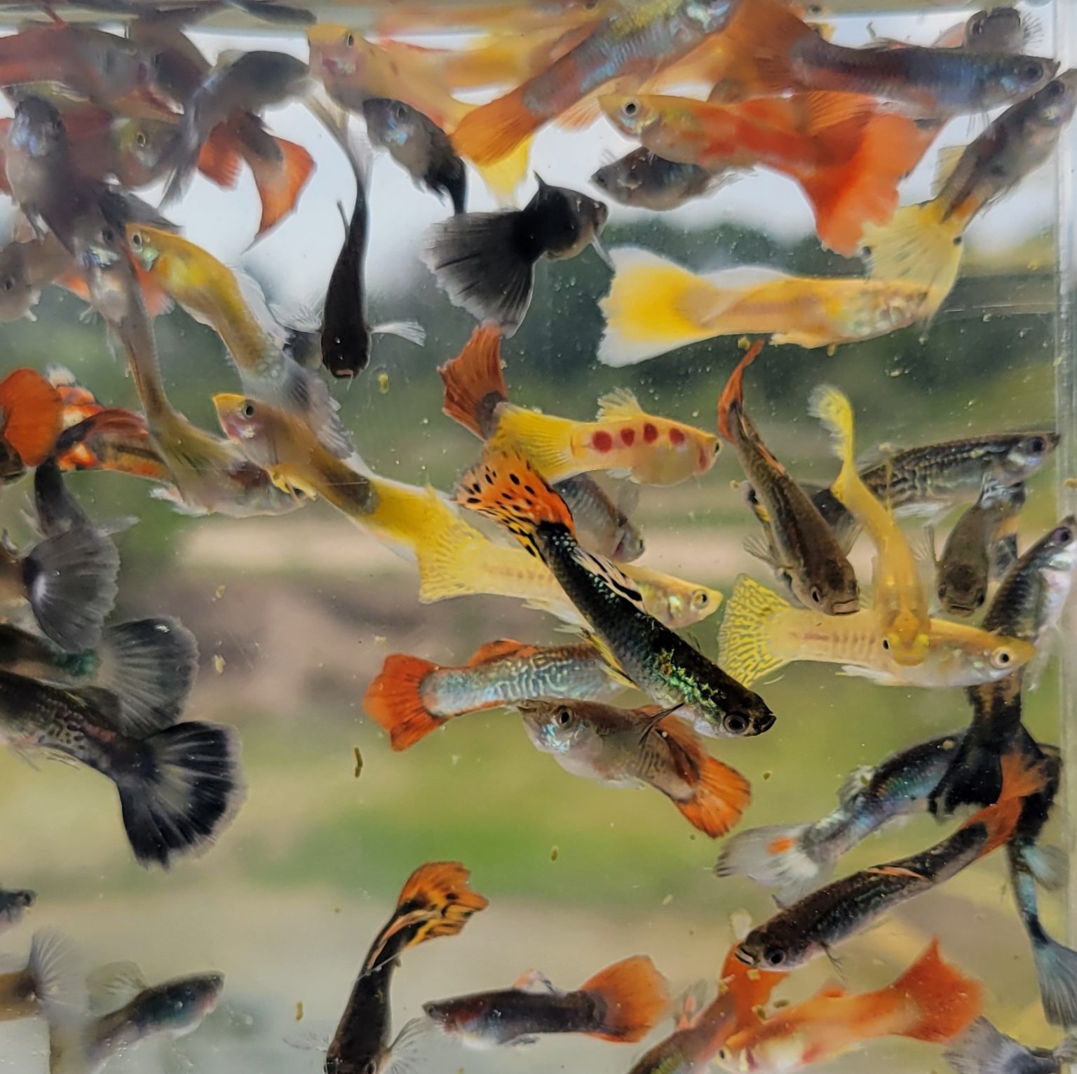 Photo inspiration: Live Aquarium Fish For Sale Online Buy Live Fish Online Photo Inspiration