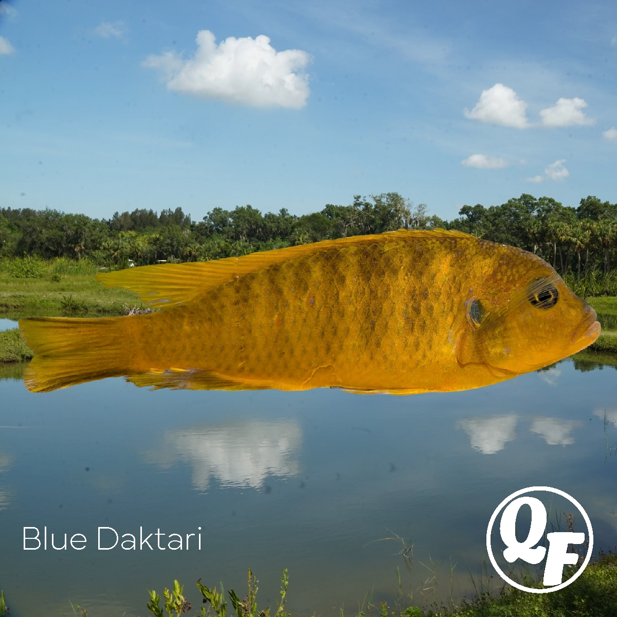 Blue Daktari - Pseudotropheus daktari