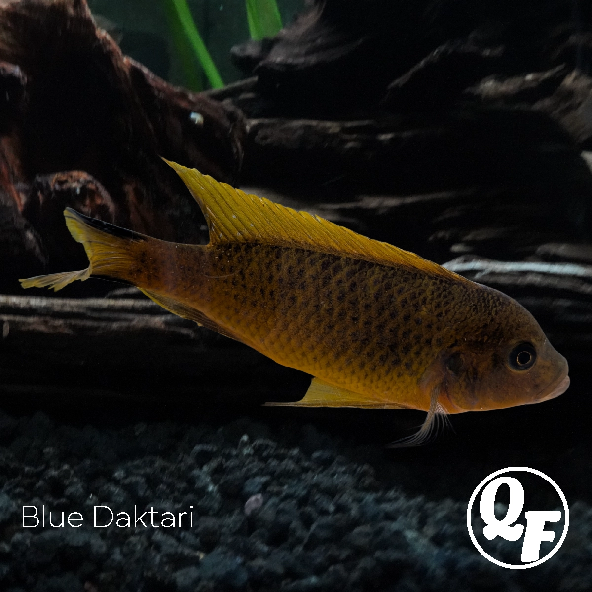 Blue Daktari - Pseudotropheus daktari - Image 5