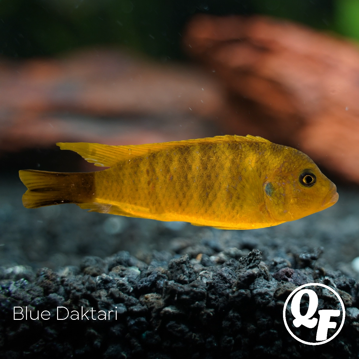 Blue Daktari - Pseudotropheus daktari - Image 6