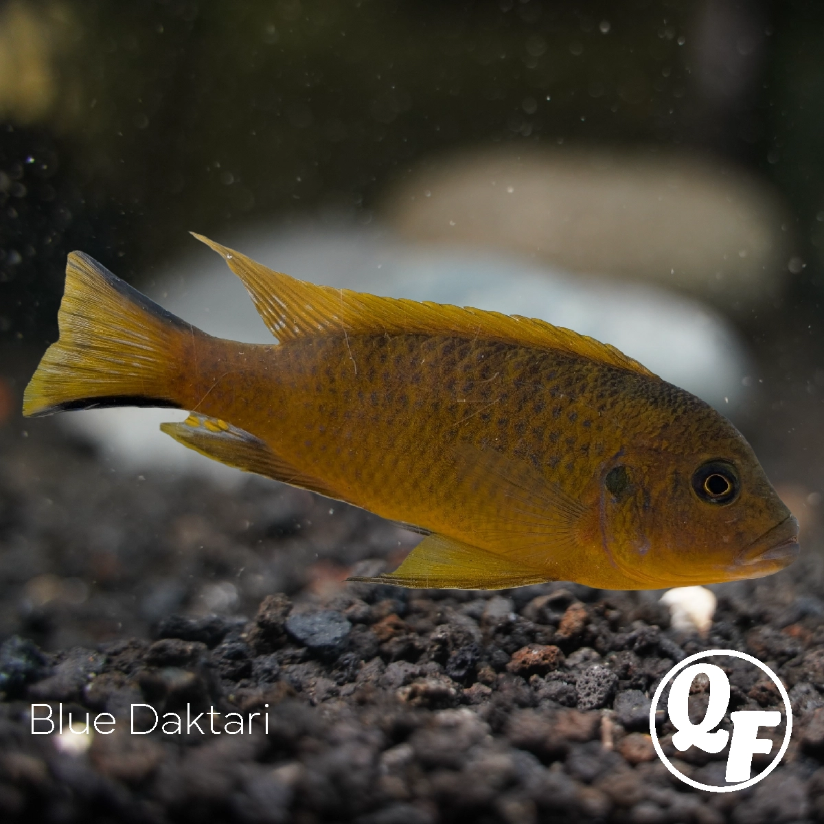 Blue Daktari - Pseudotropheus daktari - Image 7