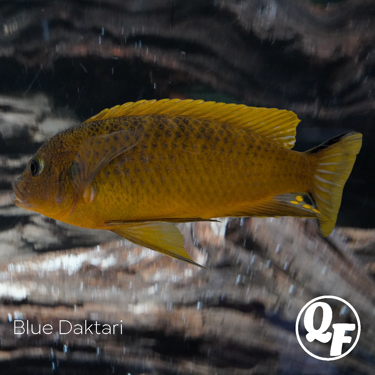 Blue Daktari - Pseudotropheus daktari - Image 8