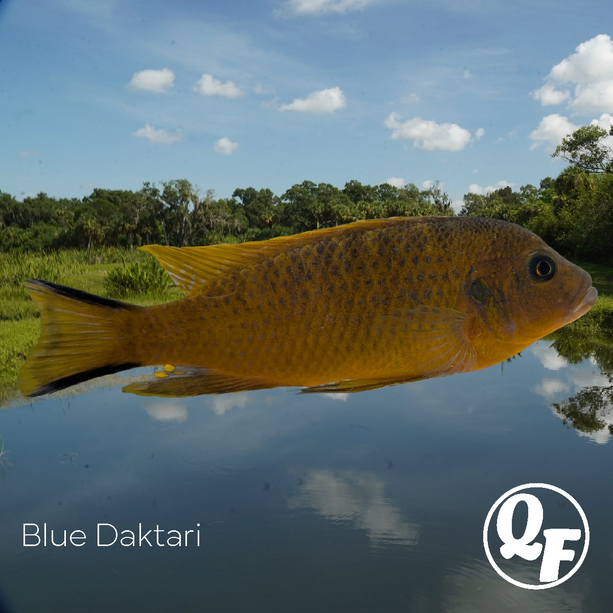 Blue Daktari - Pseudotropheus daktari - Image 3