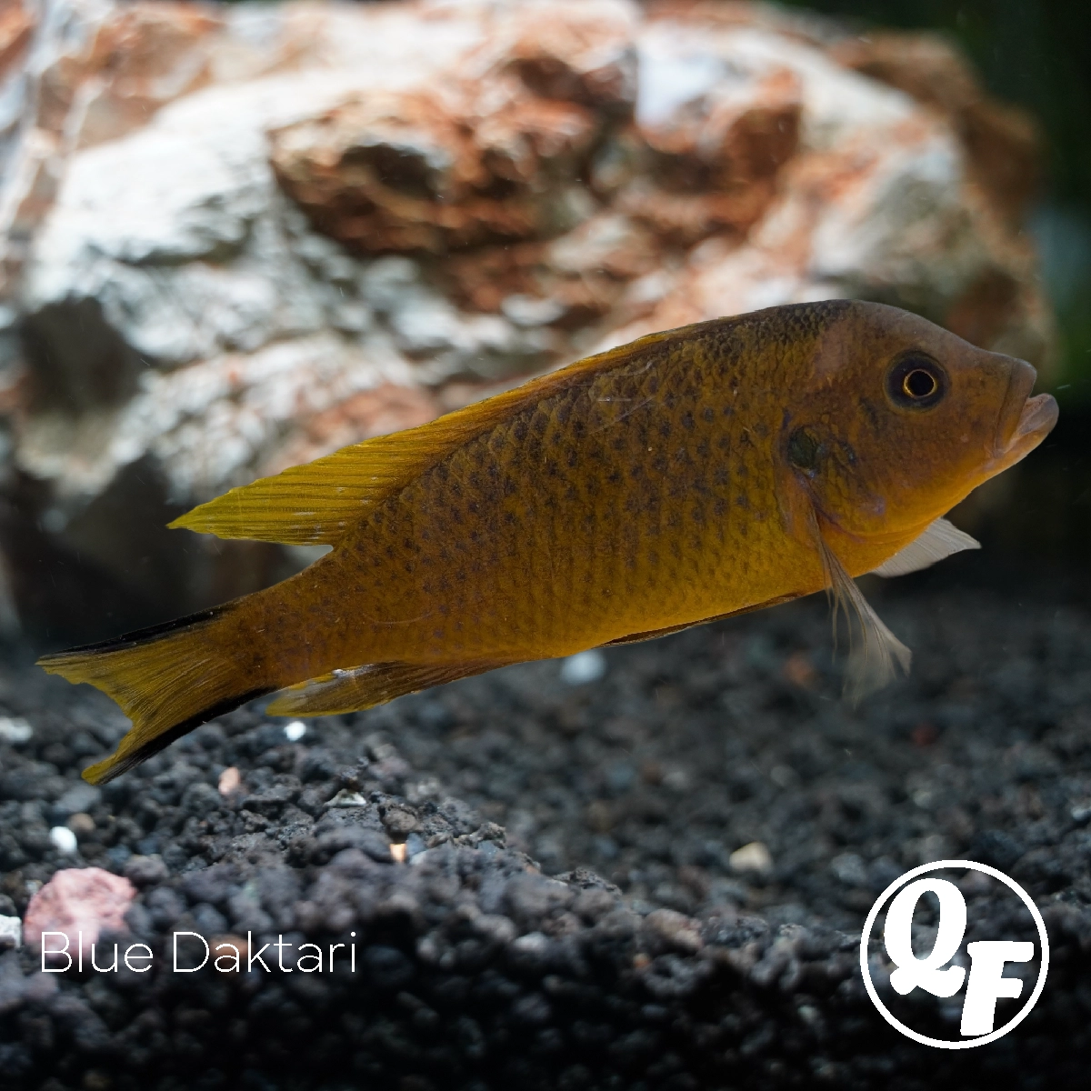 Blue Daktari - Pseudotropheus daktari - Image 4