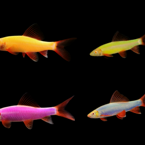 Glofish Sharks