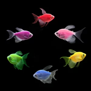 Longfin Tetras