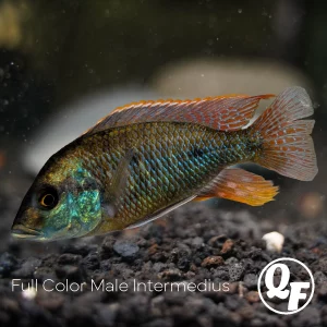 New Photos of Our Fish Showing up Online