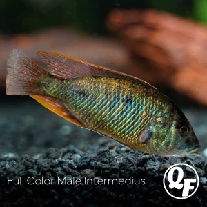 Tramitichromis Intermedius