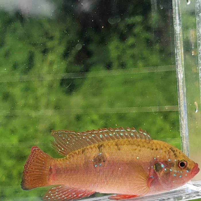 Fresh Look at Live Aquarium Fish For Sale Online Buy Live Fish Online