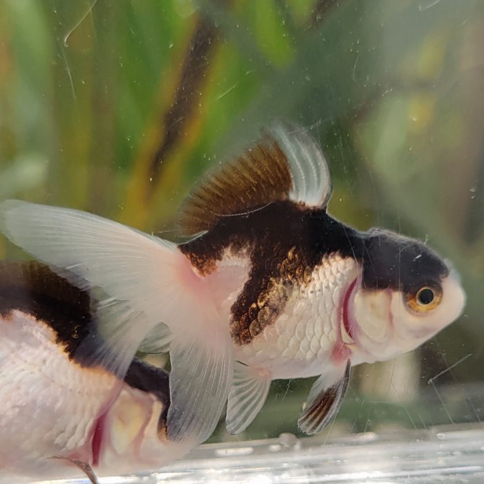 Visual Reference: Goldfish Buy Live Fish Online Online Fish Store