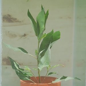 Temple Plant