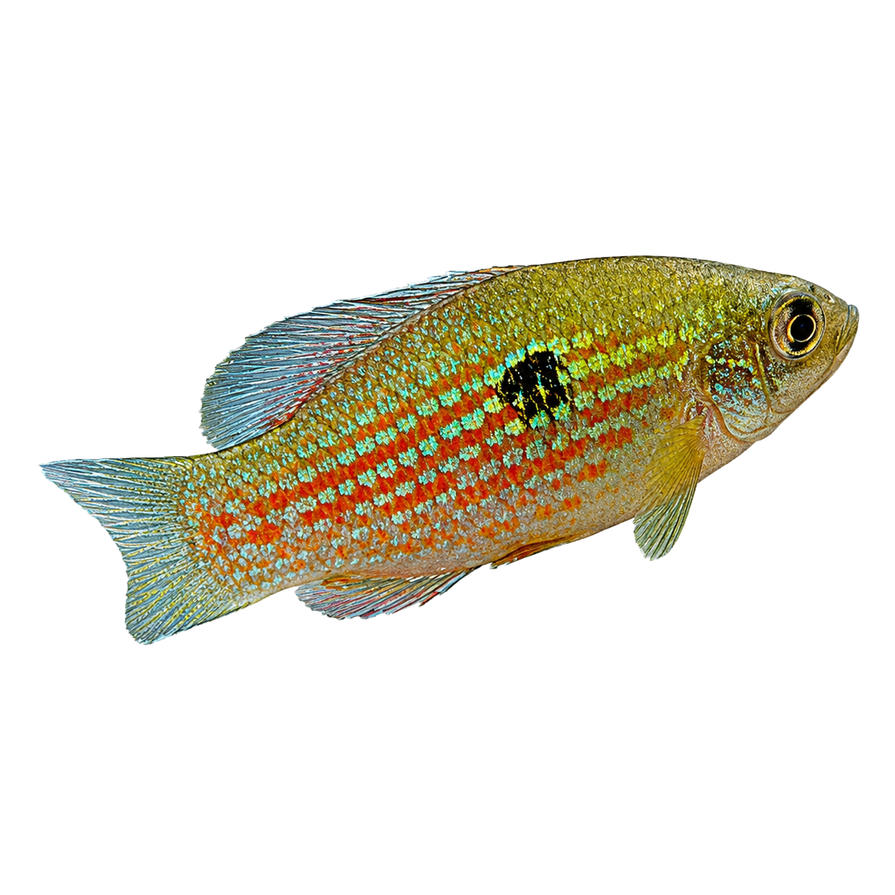 American Flagfish — Jordanella floridae