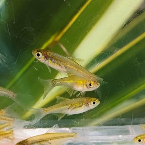 Kubotai Rasbora - Microdevario kubotai