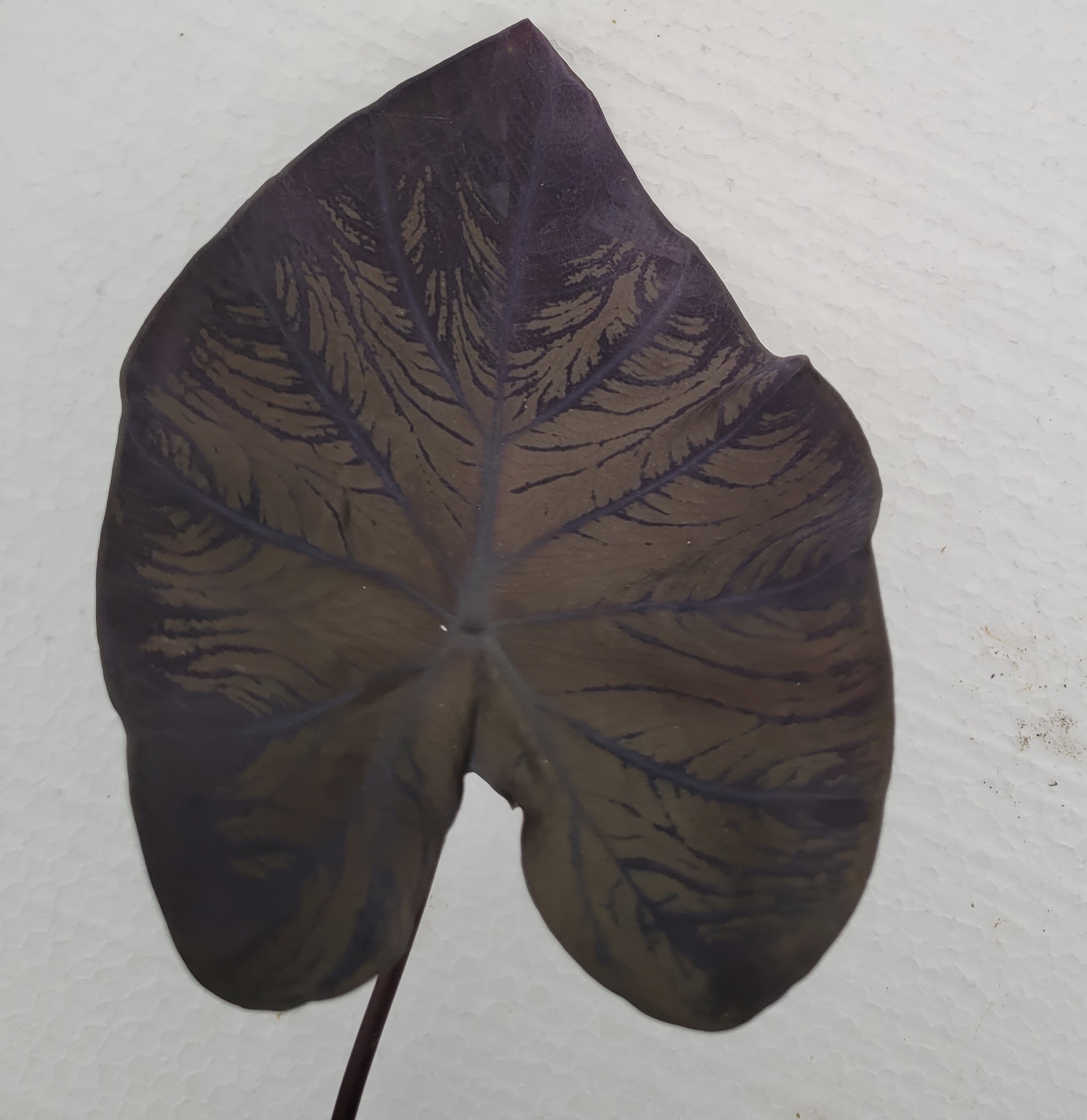 Black Coral Taro