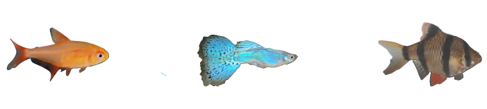 Quinn's Fins Cherry Tetra, Guppy, and Tiger Barb fish