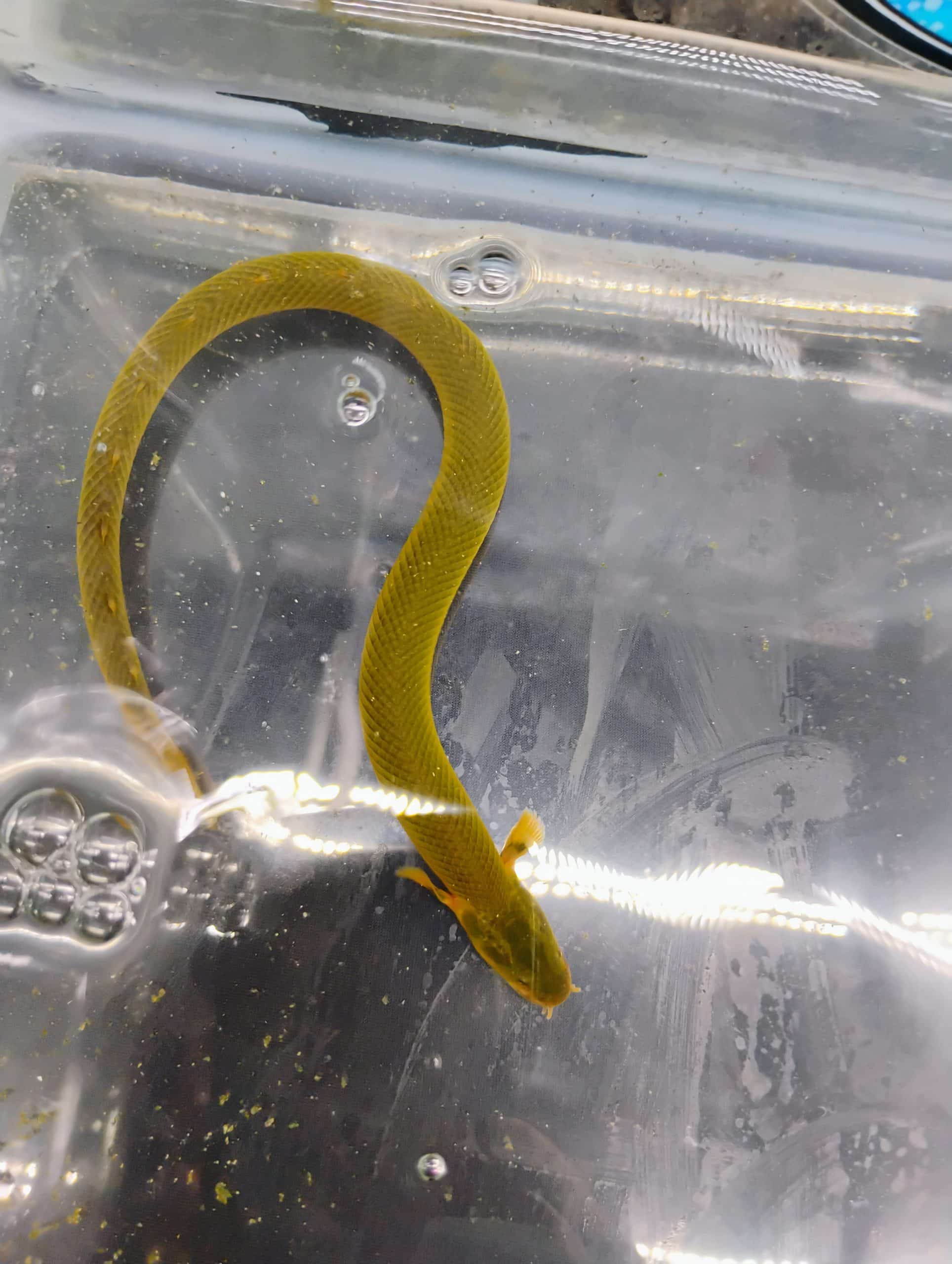 Ropefish — Erpetoichthys calabaricus — AKA Reedfish