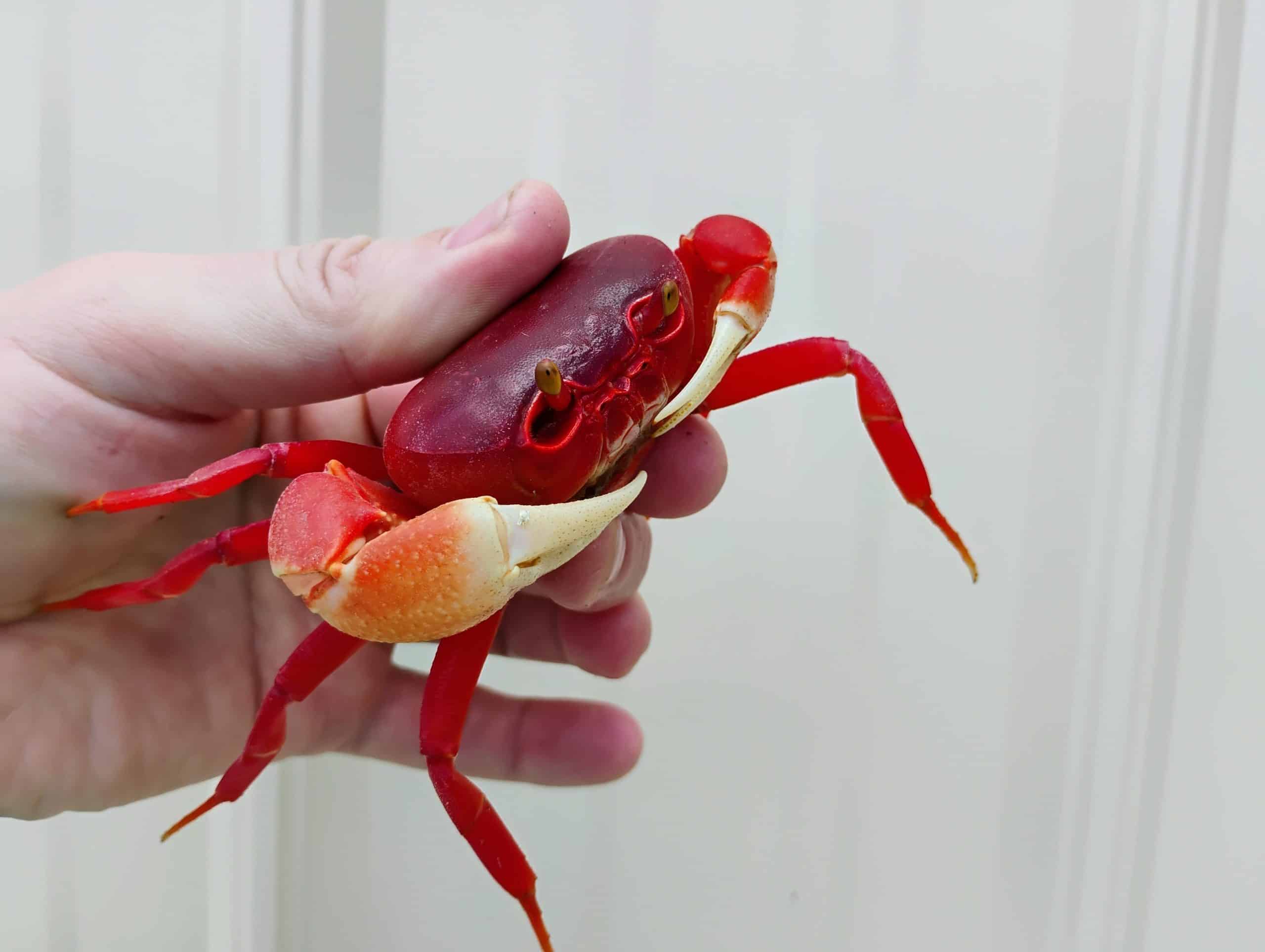 Super Red Pirate Crab - Image 4