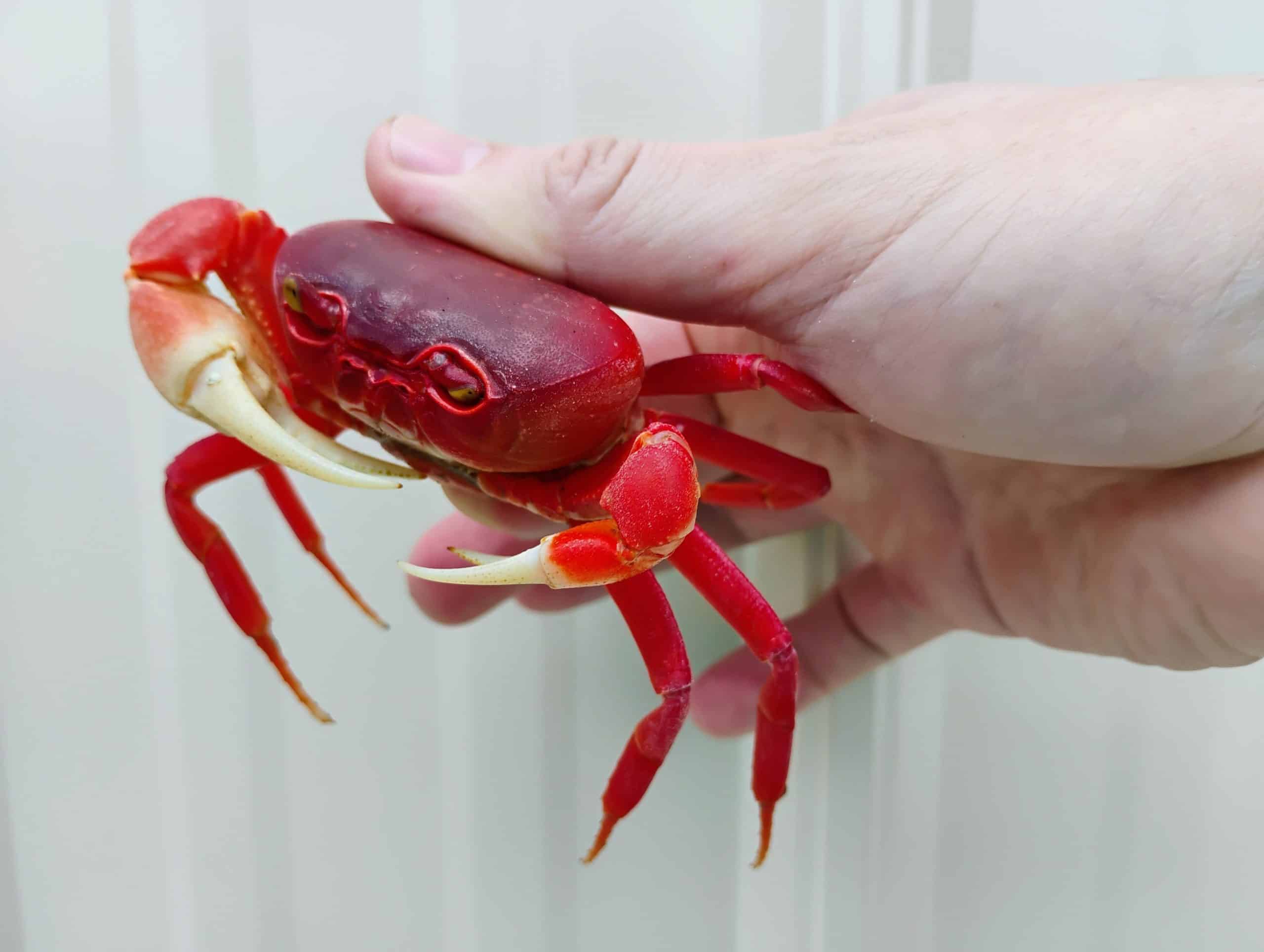 Super Red Pirate Crab - Image 3