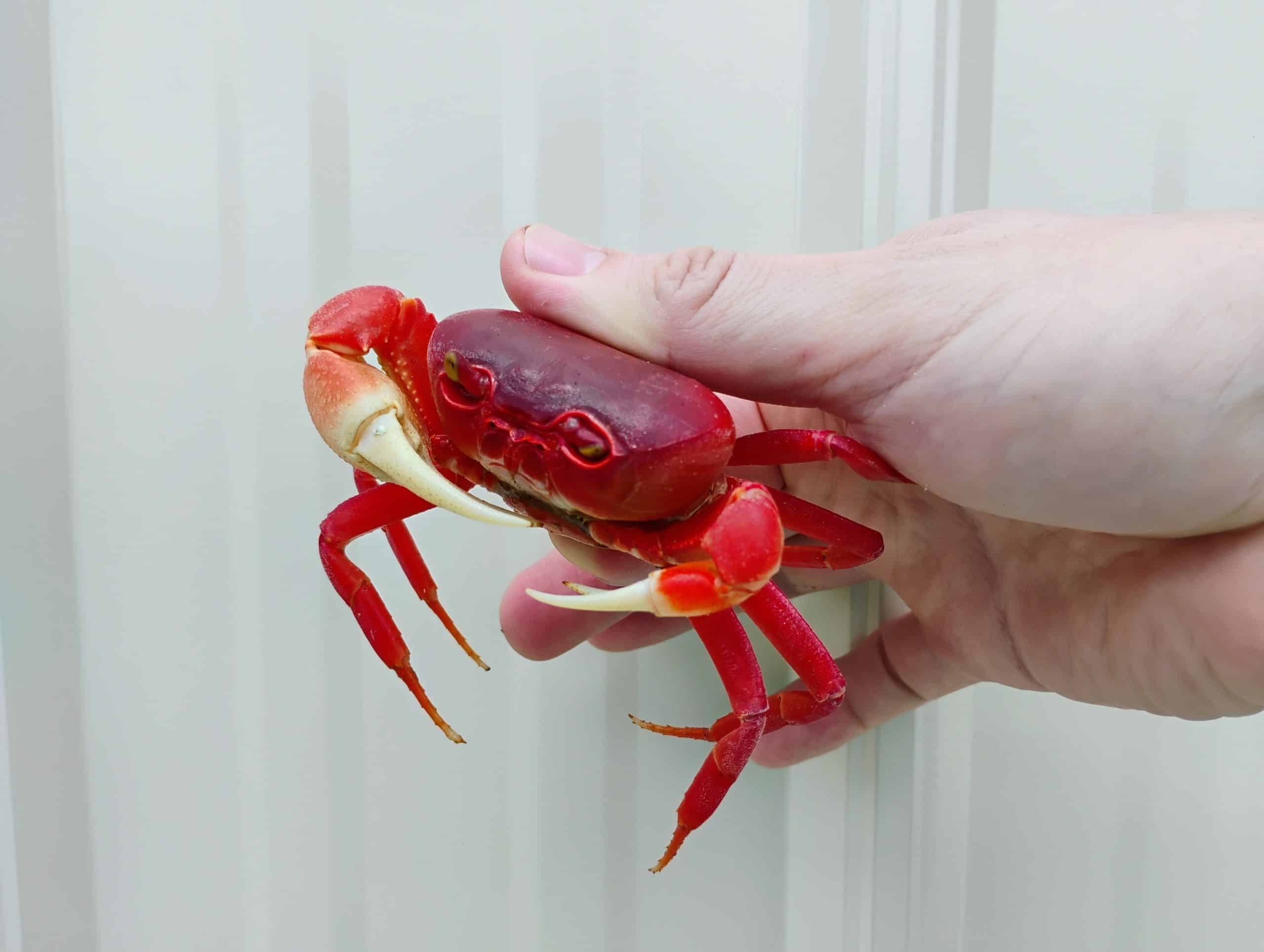 Super Red Pirate Crab - Image 2