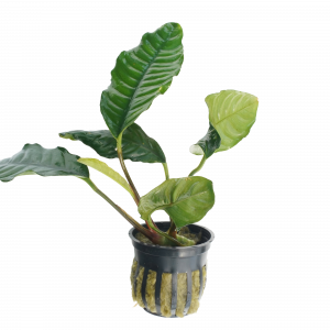 Anubias Coffeefolia for sale Anubias barteri Coffeefolia ruffled coffee brown deep green leaves aquarium plant bare root pot