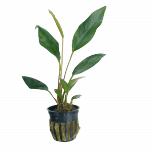 Anubias Frazeri