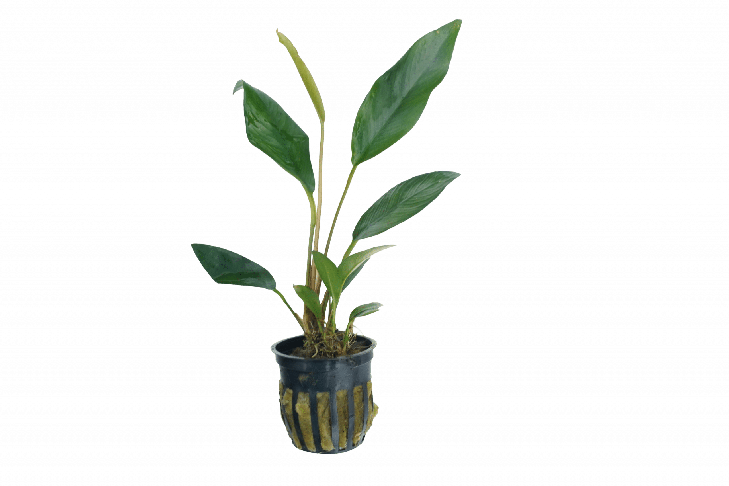 Anubias Frazeri