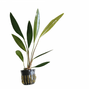 Anubias Lanceolata