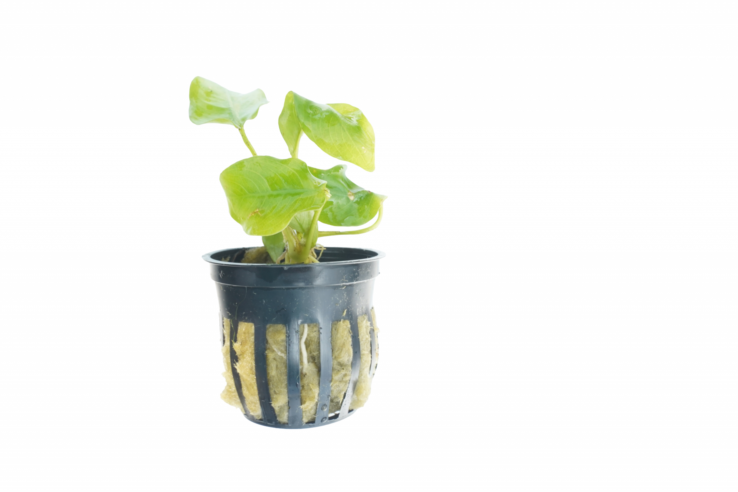 Anubias Nana Golden