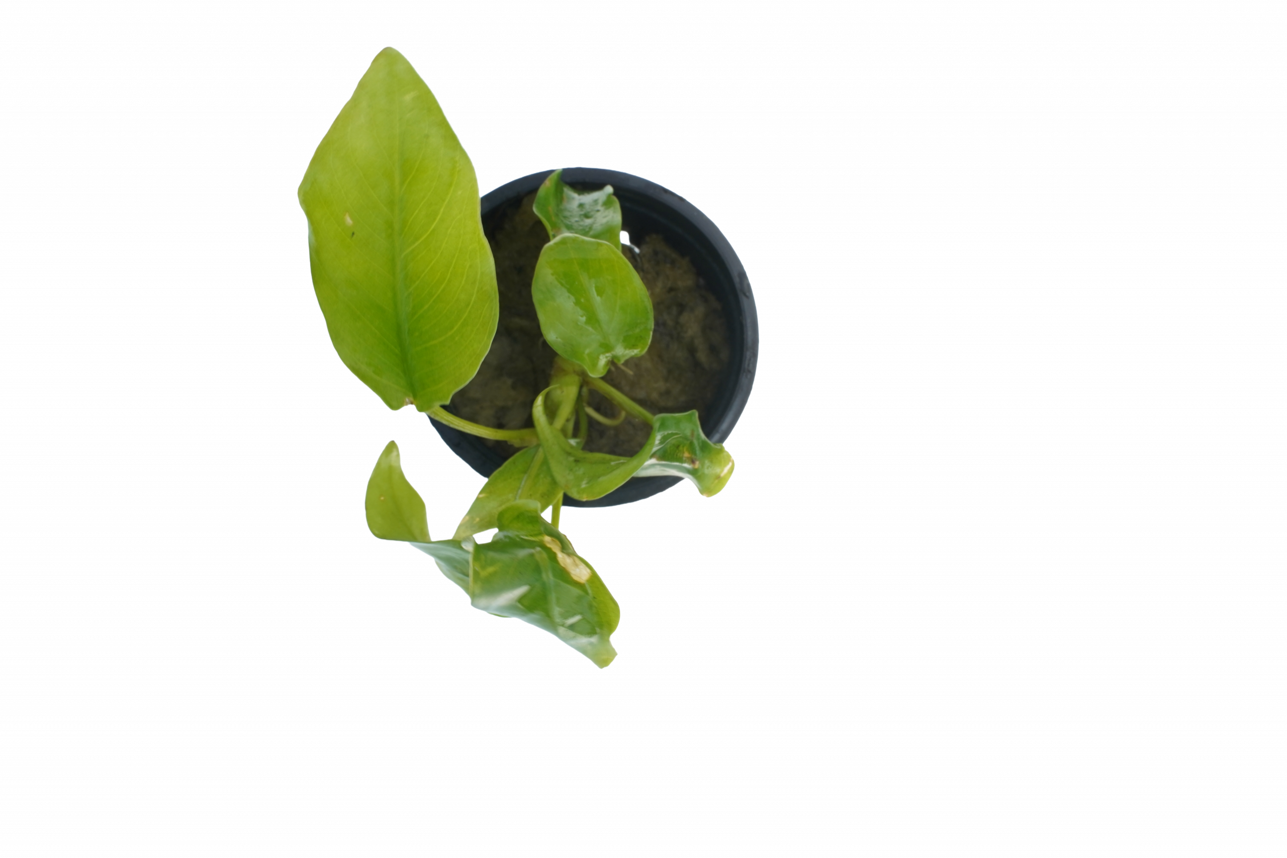 Anubias Nana Golden