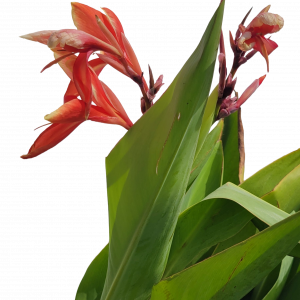 Canna Endeavor for sale Canna glauca Endeavor red tropical water canna pond margin 2 inch pot