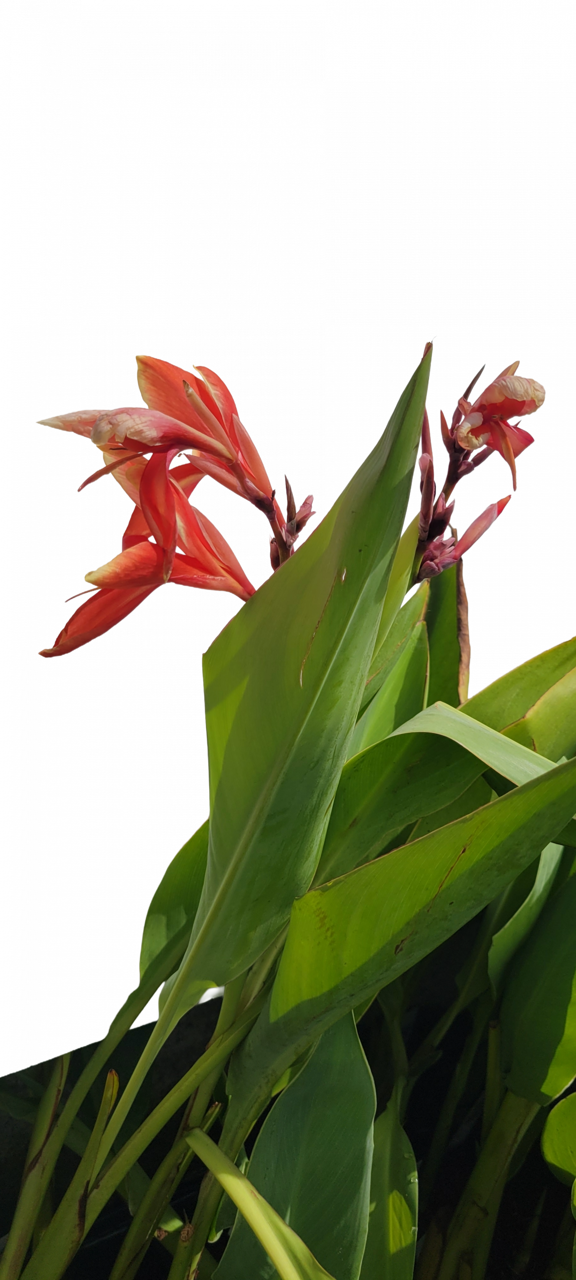 Canna Endeavor for sale Canna glauca Endeavor red tropical water canna pond margin 2 inch pot
