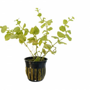 Golden Lloydiella for sale Lysimachia nummularia Aurea golden creeping jenny aquarium plant bare root 2 inch pot