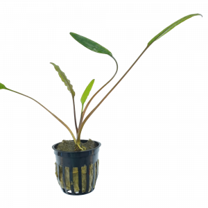 Cryptocoryne Lucens for sale slender bright green crypt brown stems foreground aquarium bare root 2 inch pot