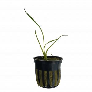 Cryptocoryne Parva for sale smallest crypt grass-like foreground aquarium plant bare root 2 inch pot
