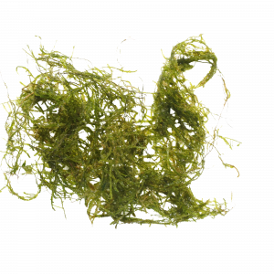 Flame Moss