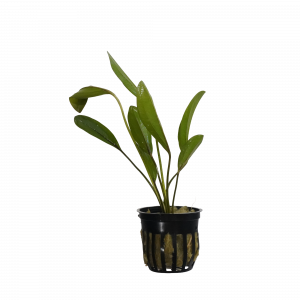 Frans Stoffels Sword for sale Echinodorus Frans Stoffels maroon blush new leaves background aquarium sword plant bare root pot