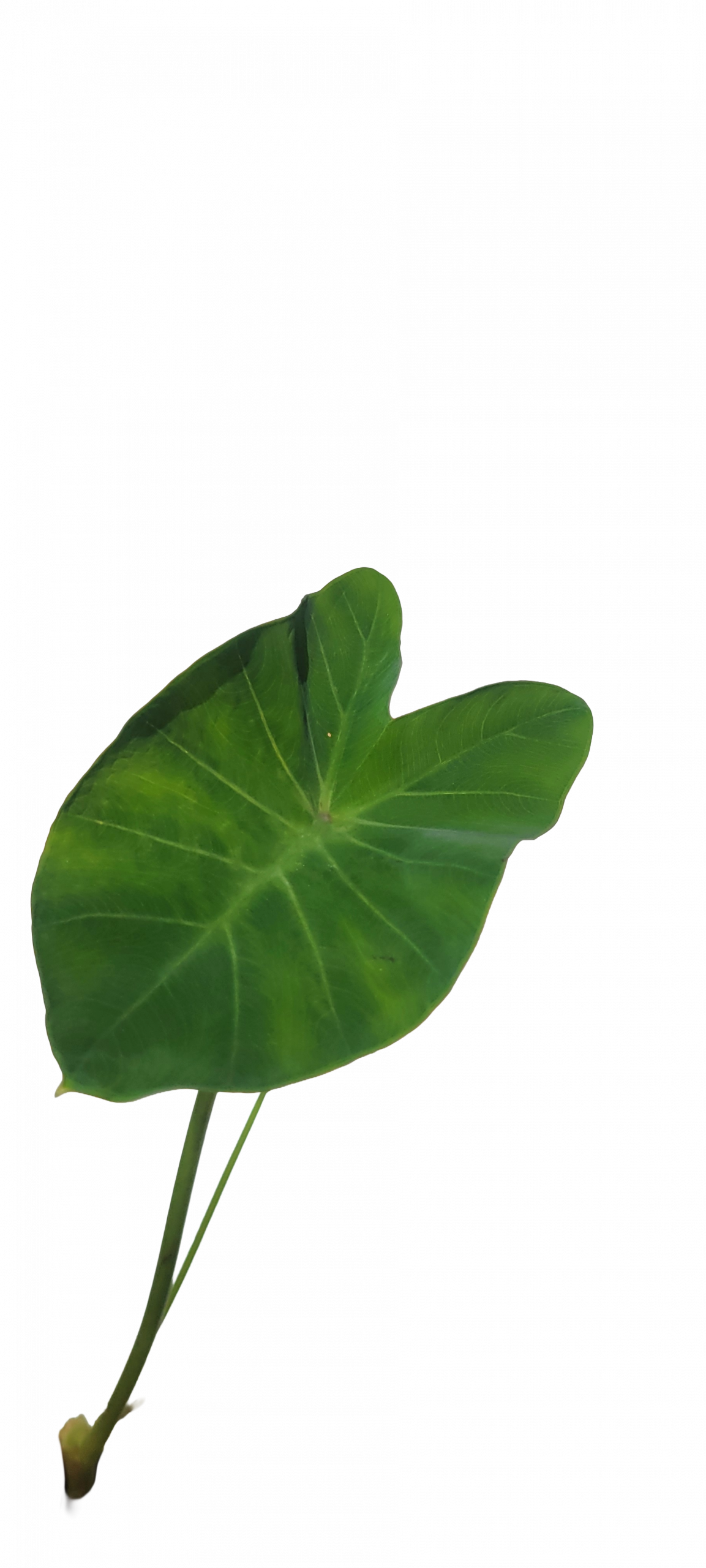 Green Taro