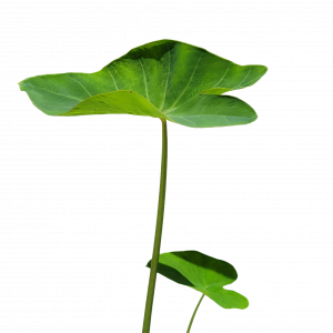 Green Taro for sale Colocasia esculenta giant heart-shaped elephant ear leaves pond marginal 2 inch pot