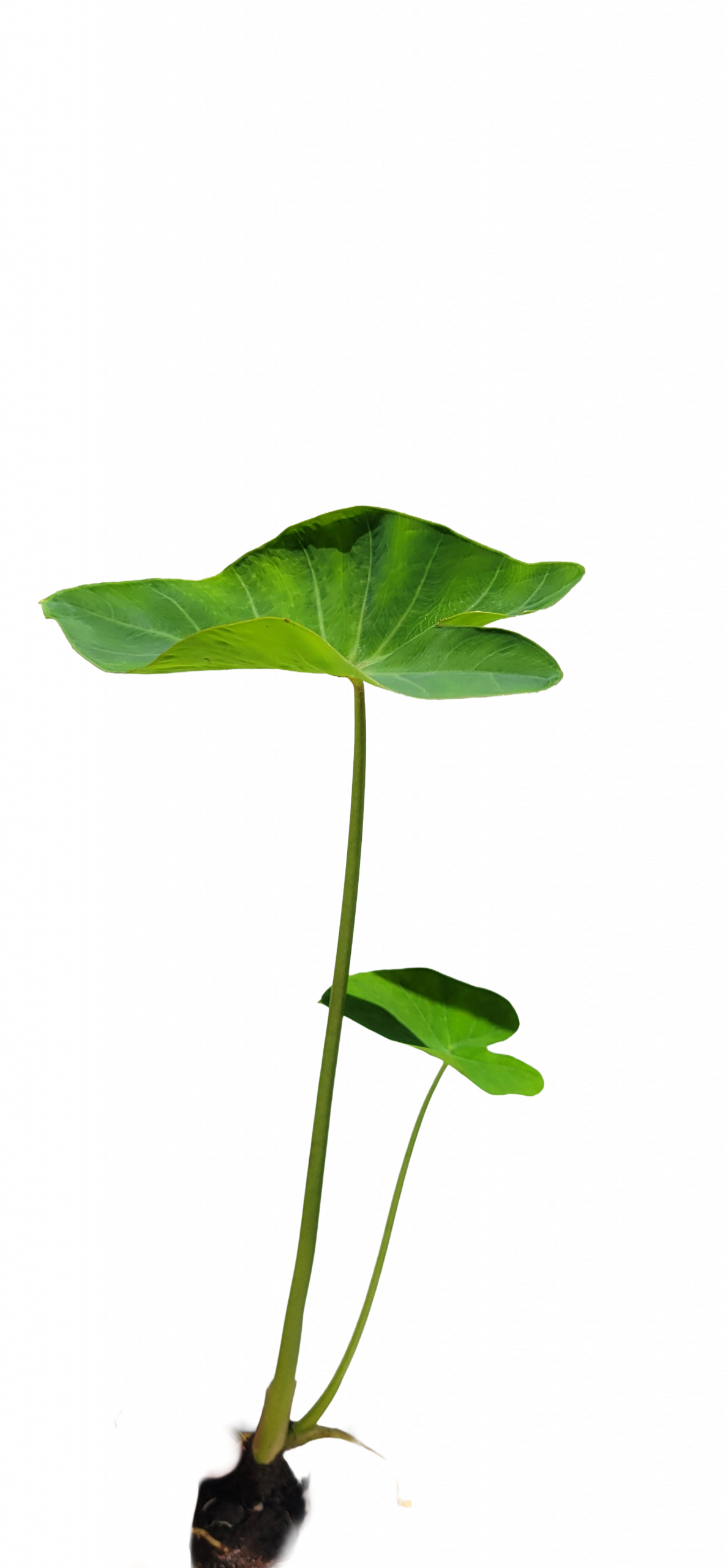 Green Taro for sale Colocasia esculenta giant heart-shaped elephant ear leaves pond marginal 2 inch pot