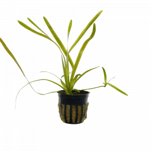 Italian Vallisneria for sale Vallisneria spiralis bright green ribbon leaves background aquarium plant single bunch pot