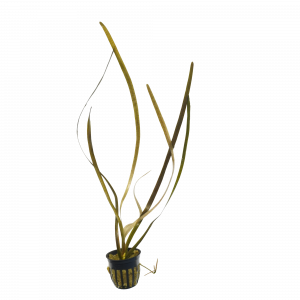 Jungle Vallisneria for sale Vallisneria americana long flowing green ribbon leaves background aquarium plant