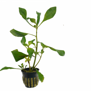 Ludwigia Cuba