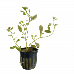 Ludwigia Ovalis