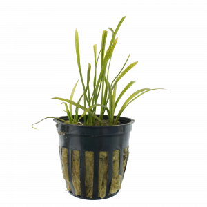Narrowleaf chain sword for sale Echinodorus tenellus pygmy chain sword carpeting aquarium plant bare root 2 inch pot
