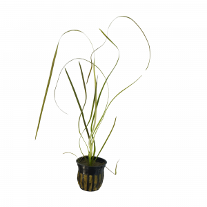 Narrowleaf Vallisneria for sale Vallisneria nana ultra-narrow grass-like leaves aquarium background plant bare root 2 inch pot