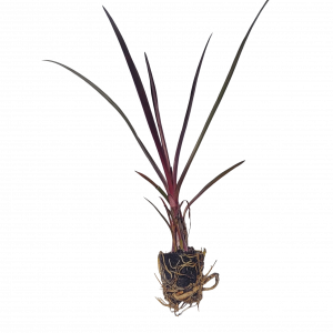 Red Bog Lily