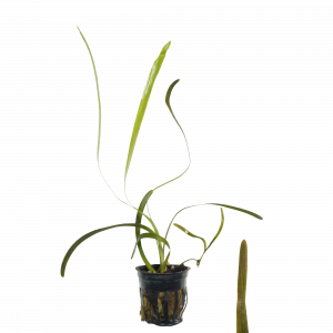 Red Jungle Vallisneria for sale Vallisneria gigantea rubra reddish bronze ribbon leaves background aquarium plant