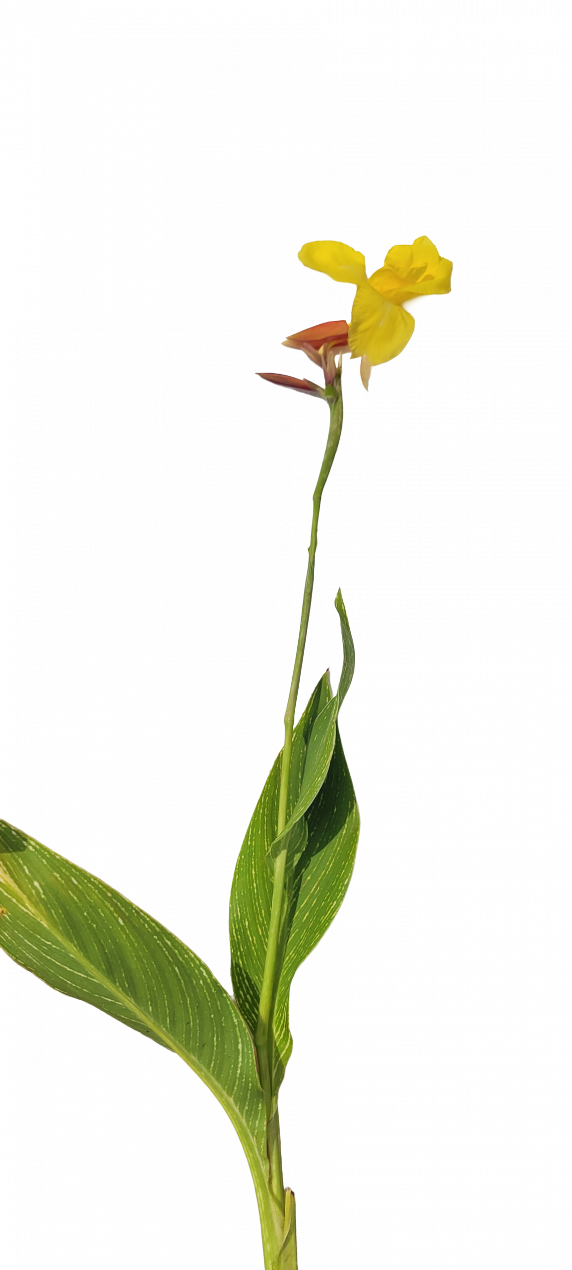 Striped Beauty Canna